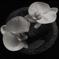 Mike Patton & Jean-claude Vannier Corpse Flower