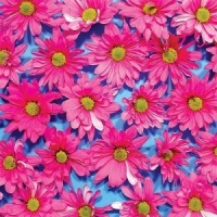 Austerity Program, The Black Madonna