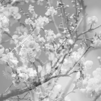 Kikuchi, Masabumi Hanamichi - The Final Sudio Recordi