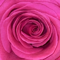 Bilderbuch Gelb Ist Das Feld