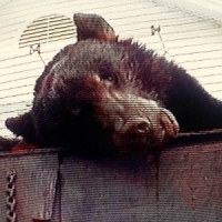 Truck Violence Violence (red)