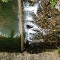 Moss, Jessica Phosphenes