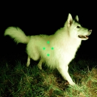 Real Farmer Compare What S There (fluorescent G