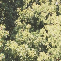 Sadness Circle Of Veins