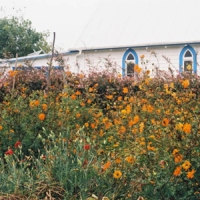 Strang, Kane Blue Cheese