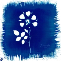 Painted Zeros Floriography