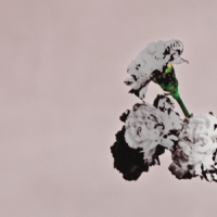 Legend, John Love In The Future (special Edition)