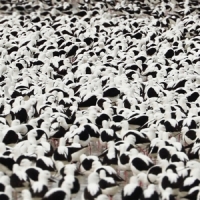 Donnelly, Stella Flood