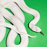 Deftones Private Music