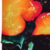 Amalie Dahl S Dafnie Star Op Med Solen