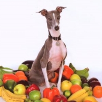 Shellac Excellent Italian Greyhound
