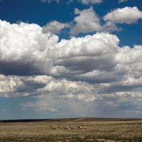 Fruit Bats Tripper -coloured-