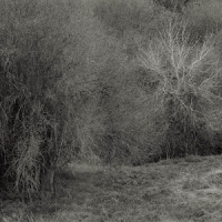 Leimer, K. Atrophies For Piano