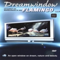 Documentary Flamingo's: Dreamwindow