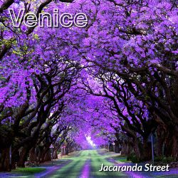 Venice Jacaranda Street