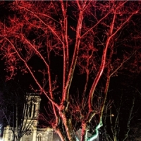 Vanilla Blue Sweetheart