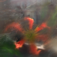 Upsammy Germ In A Population Of Buildings