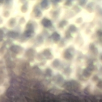 Cipa, Carlos Ourselves, As We Are