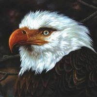 Mogwai The Hawk Is Howling