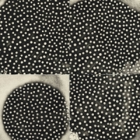 Leimer, K. Proximate Forms