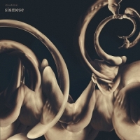 Siamese Dissolution -coloured-