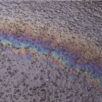 Halo, Laurel In Situ