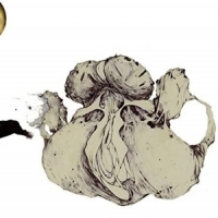 Coil The Ape Of Naples