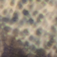 Cipa, Carlos Ourselves, As We Are