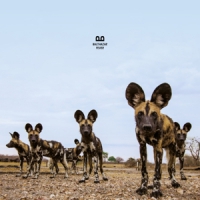 Balthazar Fever (limited Wit)