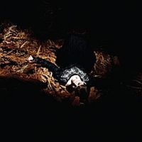 White, Emily Jane Victorian America