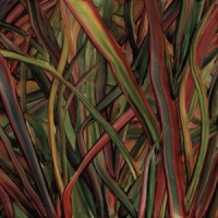 Gengahr Where Wildness Grows