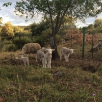 Foster, Josephine No Harm Done