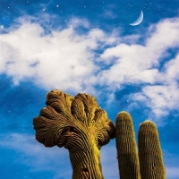 Diespnea Radici (green)