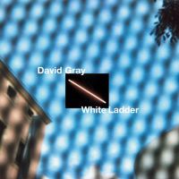 Gray, David White Ladder -coloured-