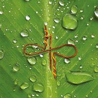 Devin Townsend Project Ghost