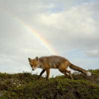 Meek, Buck Buck Meek (translucent Green)