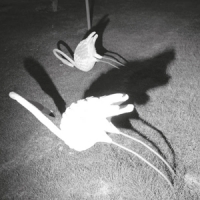 Amini, Siavash A Mimesis Of Nothingness