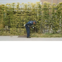 Gold Panda Good Luck And Do Your Best