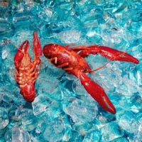 Roof Dogs Here You Are