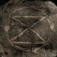 King Eider Common Eider Extinction