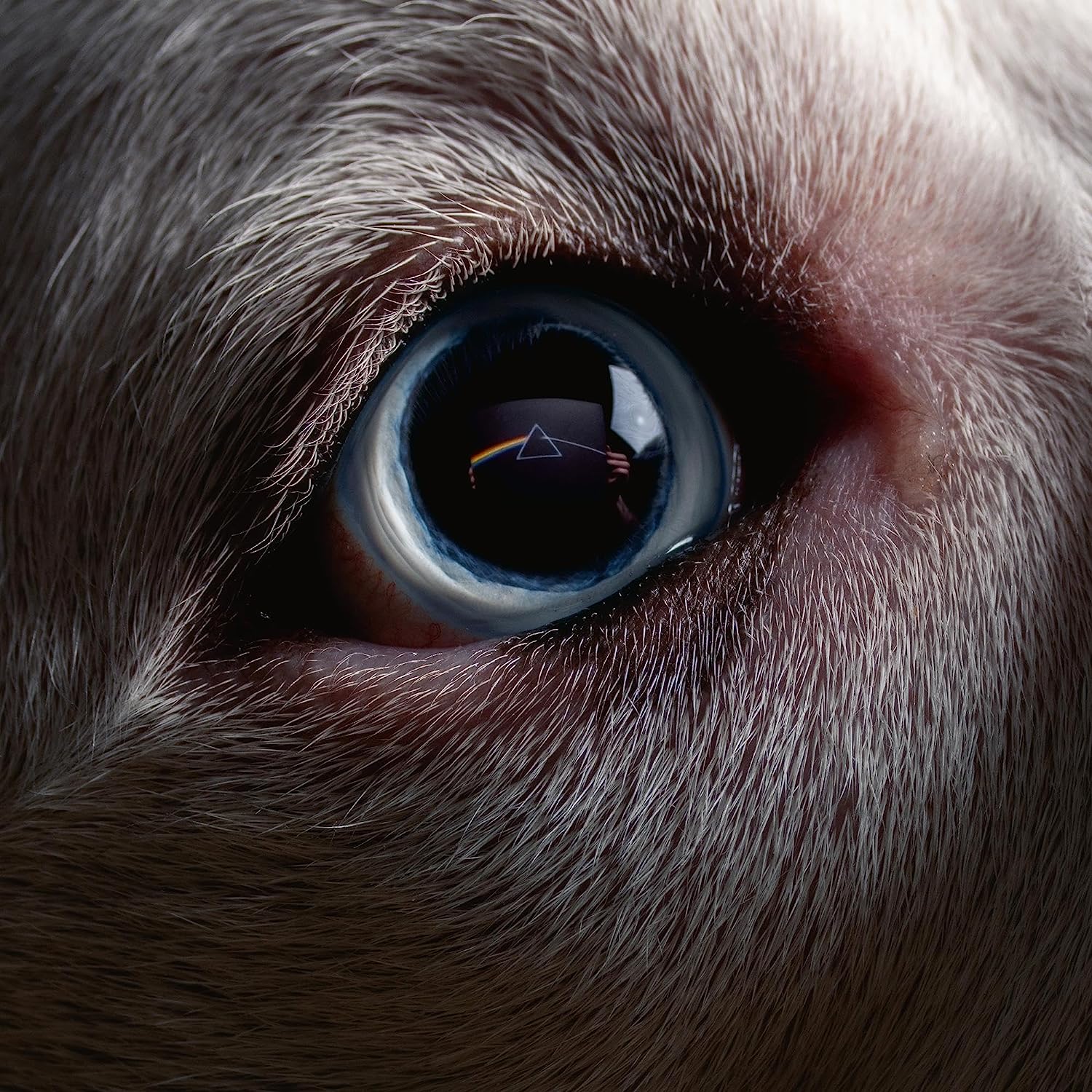 Waters, Roger The Dark Side Of The Moon Redux