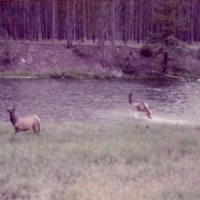 Seahaven Winter Forever (bone & Silver Swirl