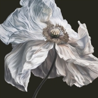 Quicksand Bring On The Psychics (yellow/black