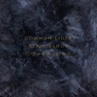 Common Eider, King Eider & Cober Ord Palimpseste