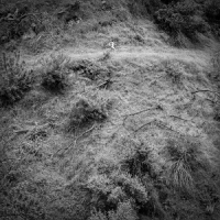 Tivel, Anna Animal Poem