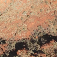 English, Lawrence & Werner Dafeldeck Tropic Of Capricorn (orange)