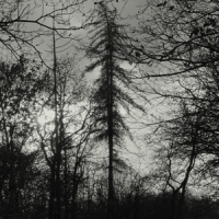 Curse All Kings Feral Earth