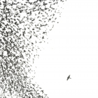 Wilco Sky Blue Sky -coloured-