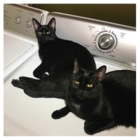 Prekop, Sam & John Mcentire Sons Of