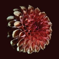 Moss, Jessica Unfolding